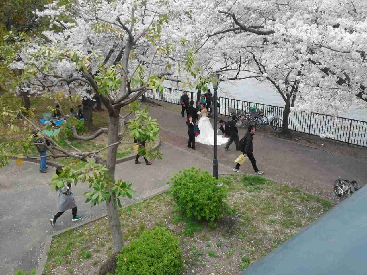 今年撮れた桜の写真「とっておきの一枚」♡
