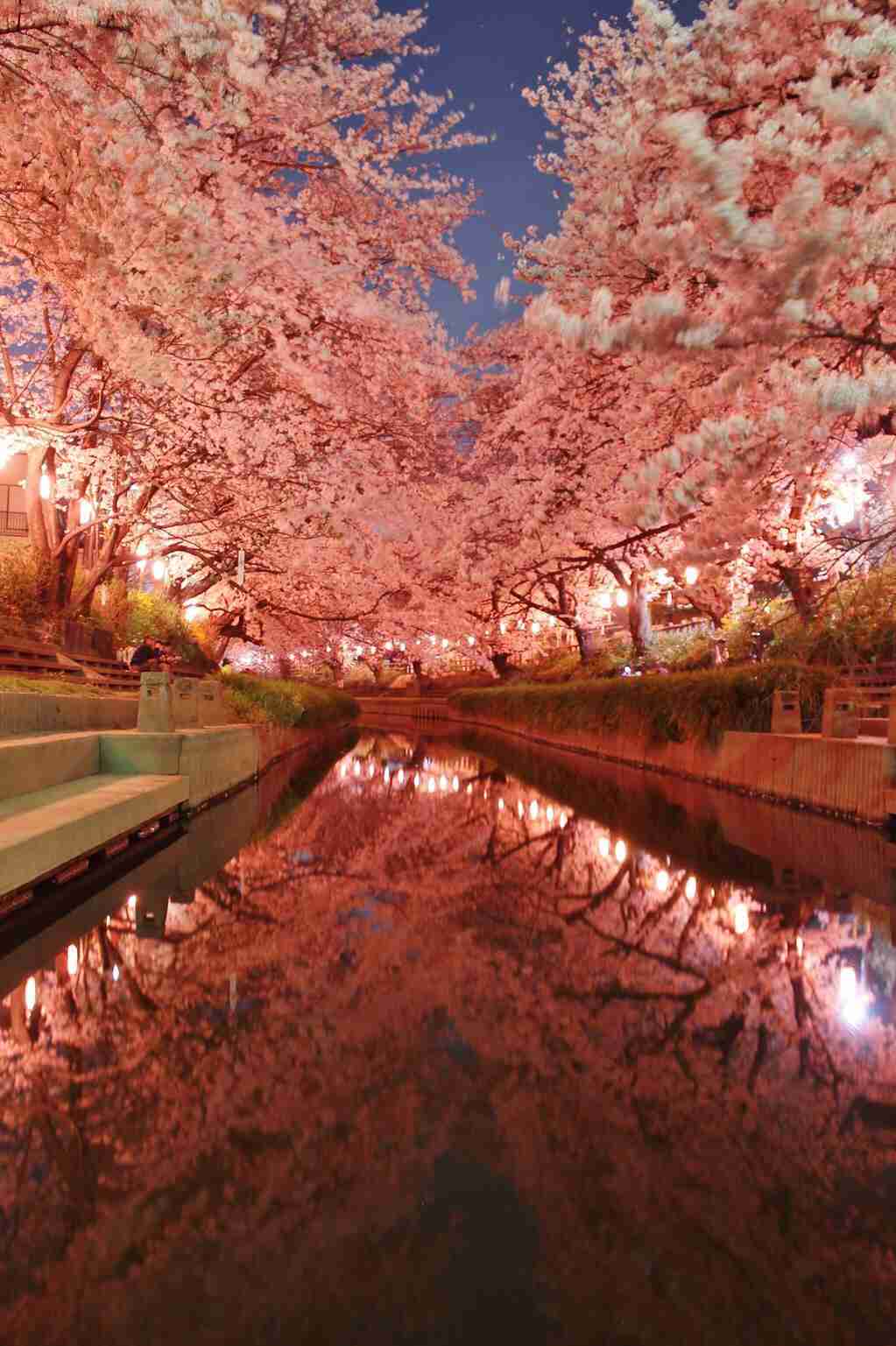 今年撮れた桜の写真「とっておきの一枚」♡