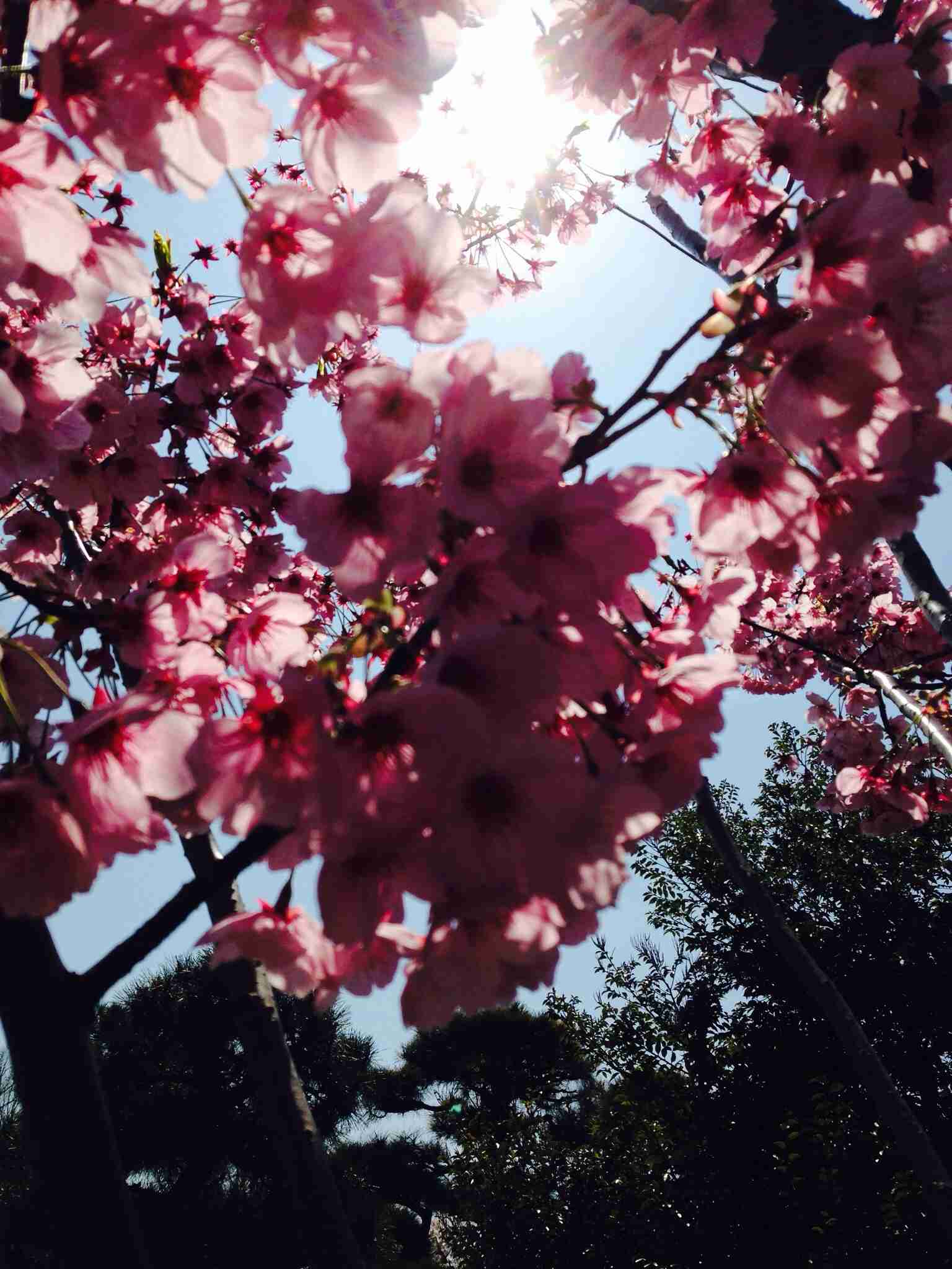 今年撮れた桜の写真「とっておきの一枚」♡