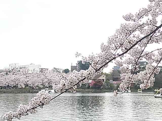 今年撮れた桜の写真「とっておきの一枚」♡