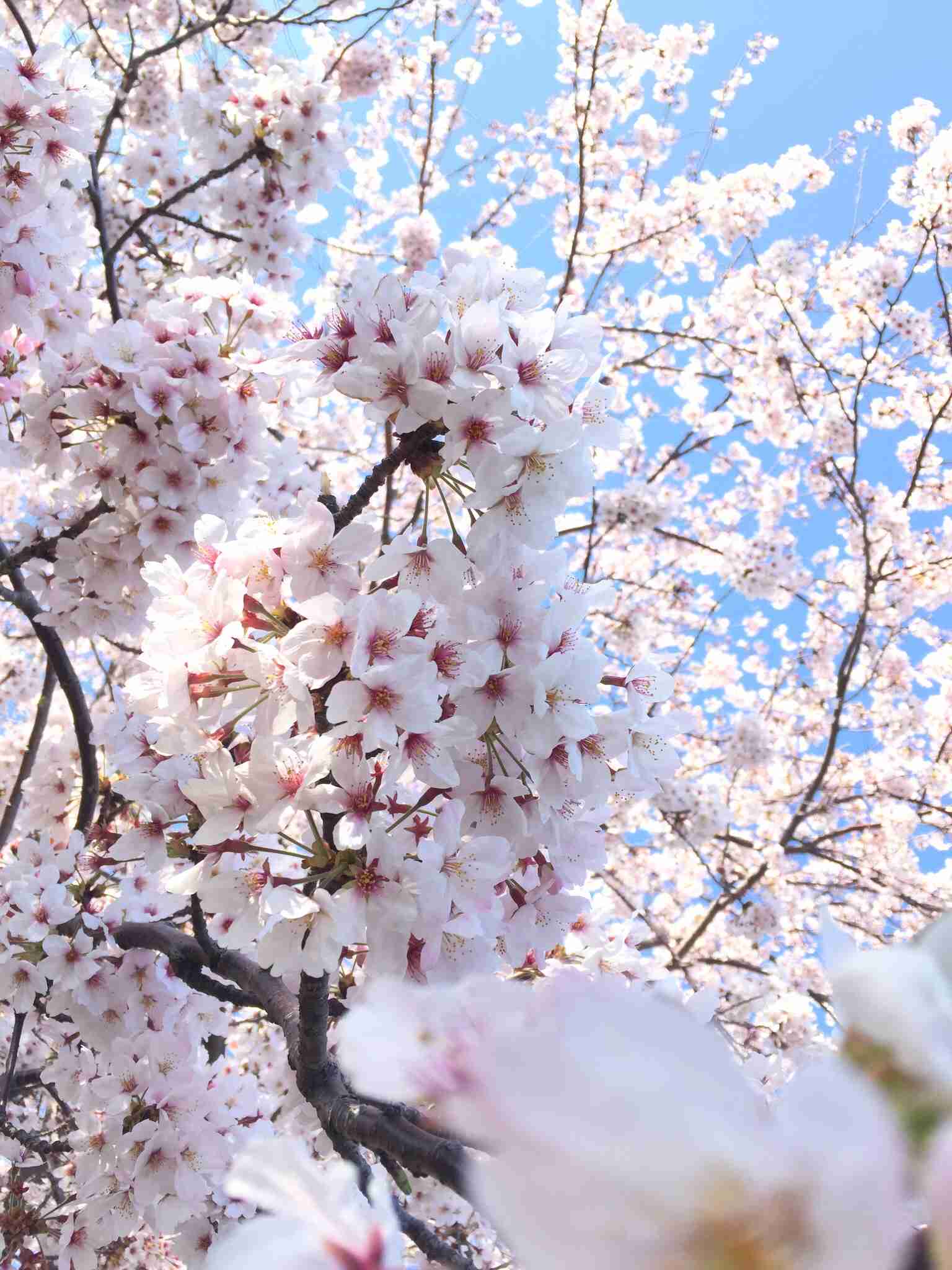 今年撮れた桜の写真「とっておきの一枚」♡