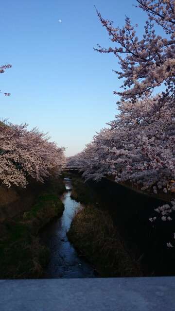 今年撮れた桜の写真「とっておきの一枚」♡