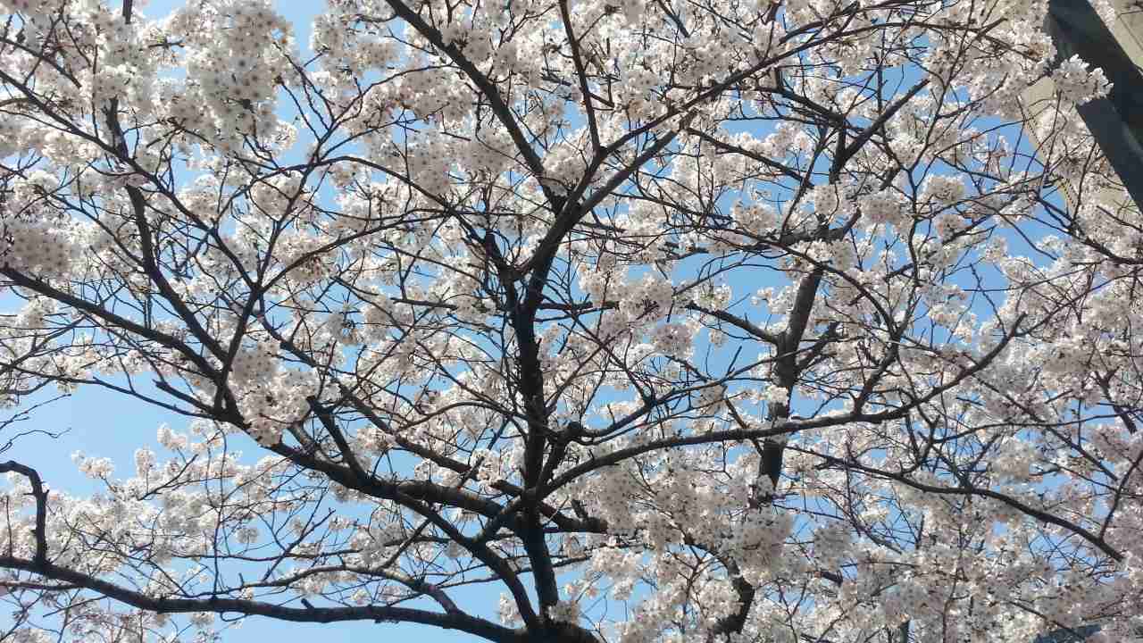 今年撮れた桜の写真「とっておきの一枚」♡