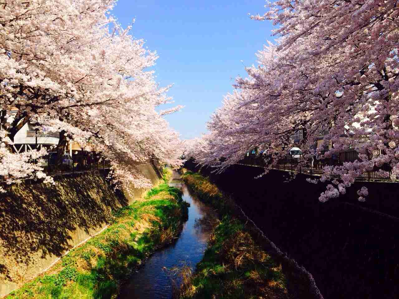 今年撮れた桜の写真「とっておきの一枚」♡
