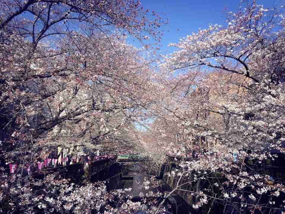 今年撮れた桜の写真「とっておきの一枚」♡