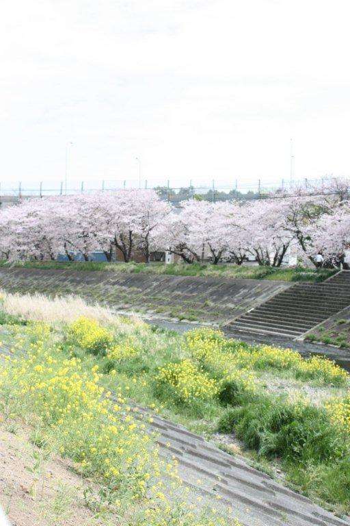 今年撮れた桜の写真「とっておきの一枚」♡
