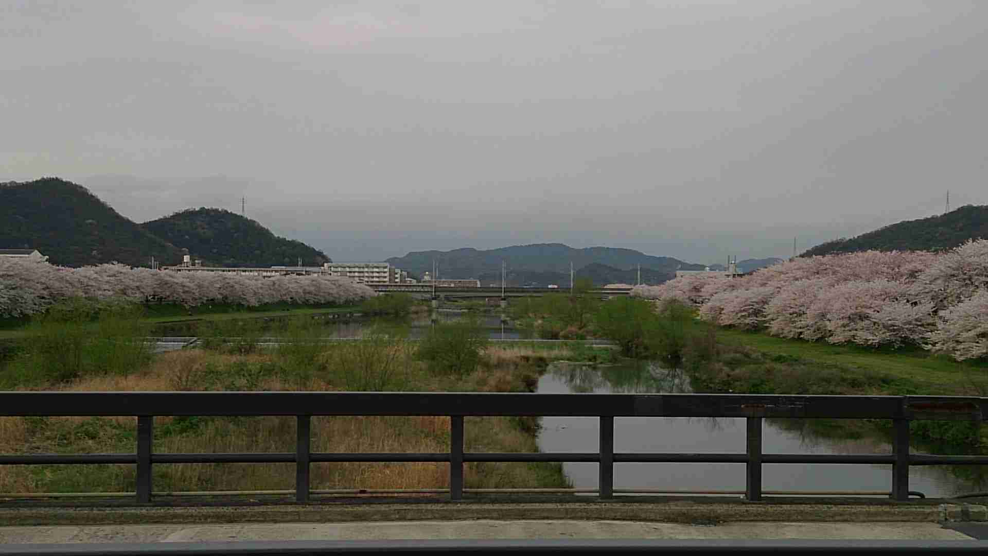 今年撮れた桜の写真「とっておきの一枚」♡