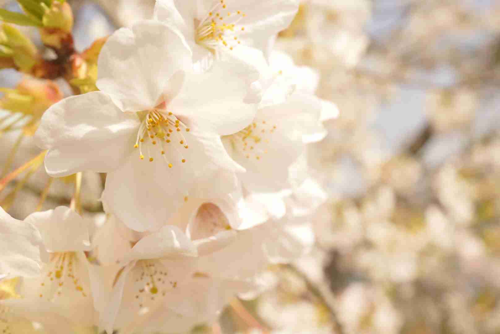 今年撮れた桜の写真「とっておきの一枚」♡