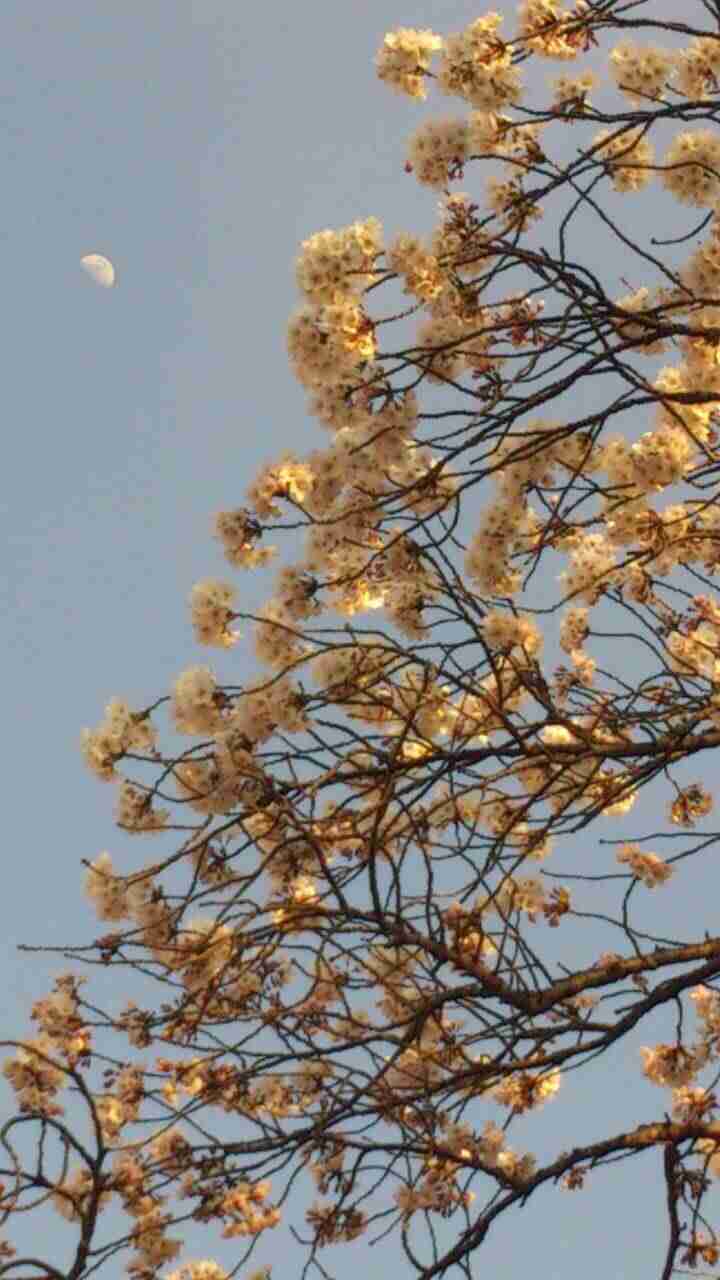 今年撮れた桜の写真「とっておきの一枚」♡