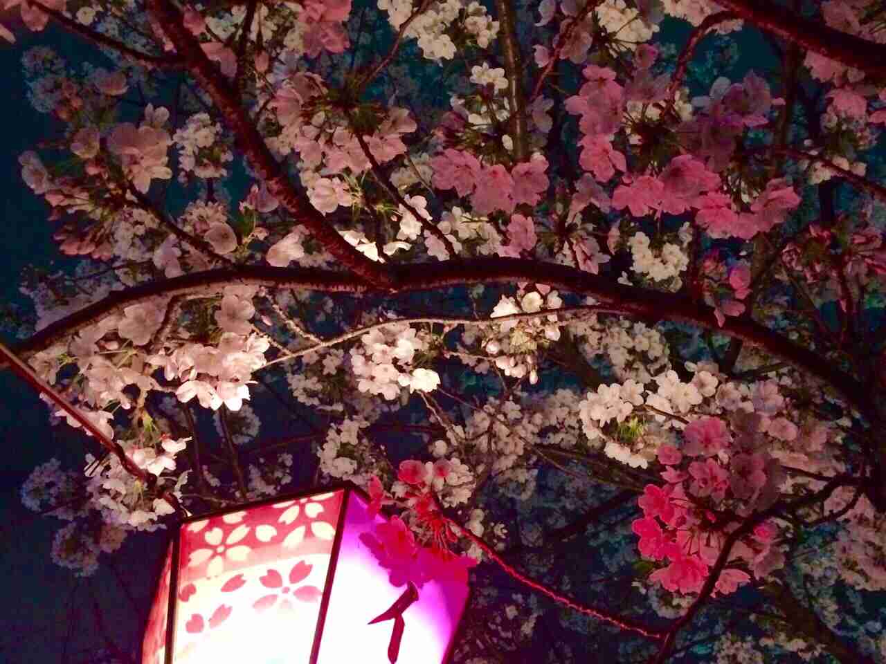 今年撮れた桜の写真「とっておきの一枚」♡