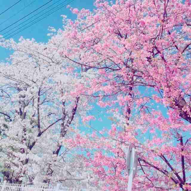 今年撮れた桜の写真「とっておきの一枚」♡