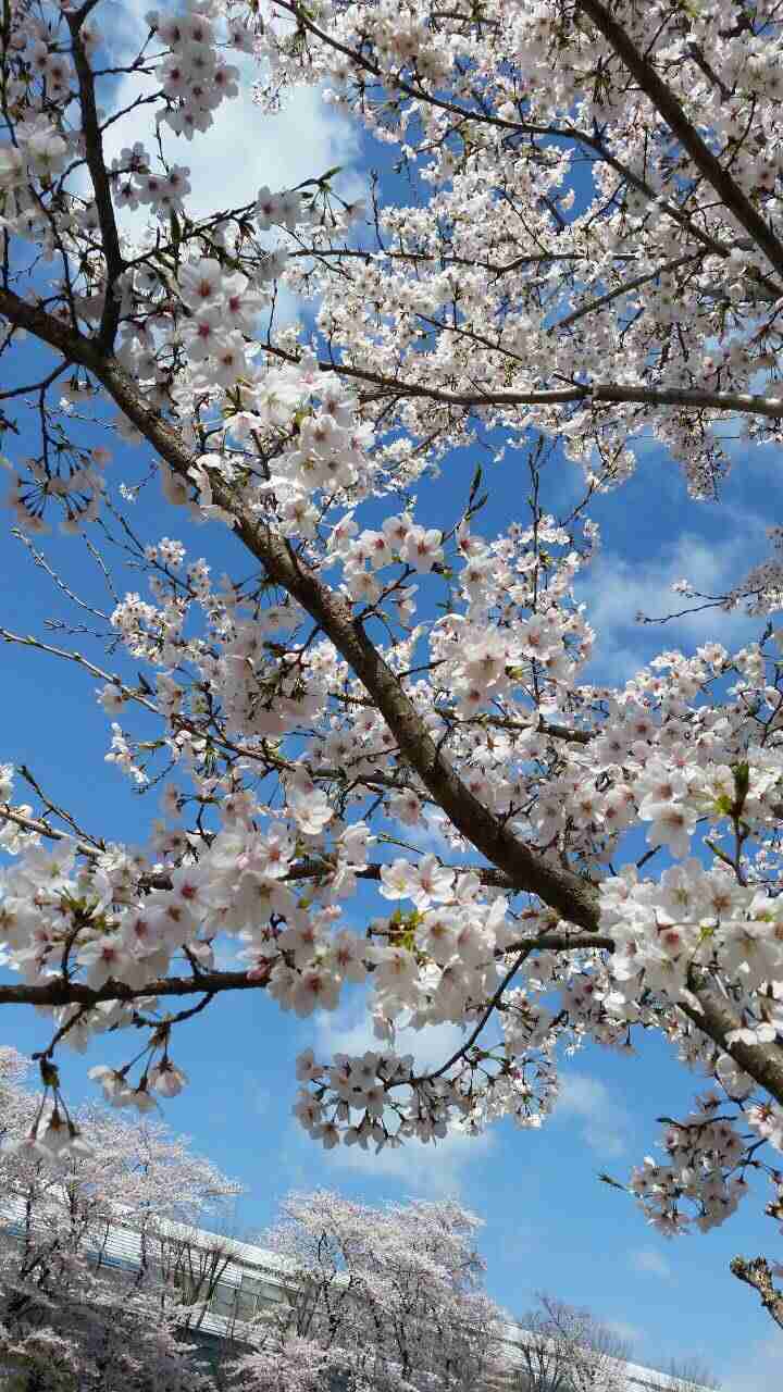 今年撮れた桜の写真「とっておきの一枚」♡