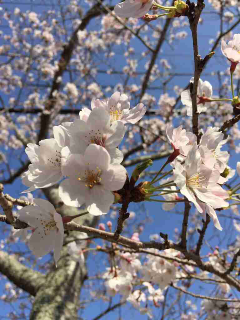 今年撮れた桜の写真「とっておきの一枚」♡