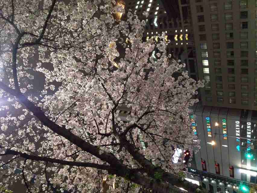 今年撮れた桜の写真「とっておきの一枚」♡