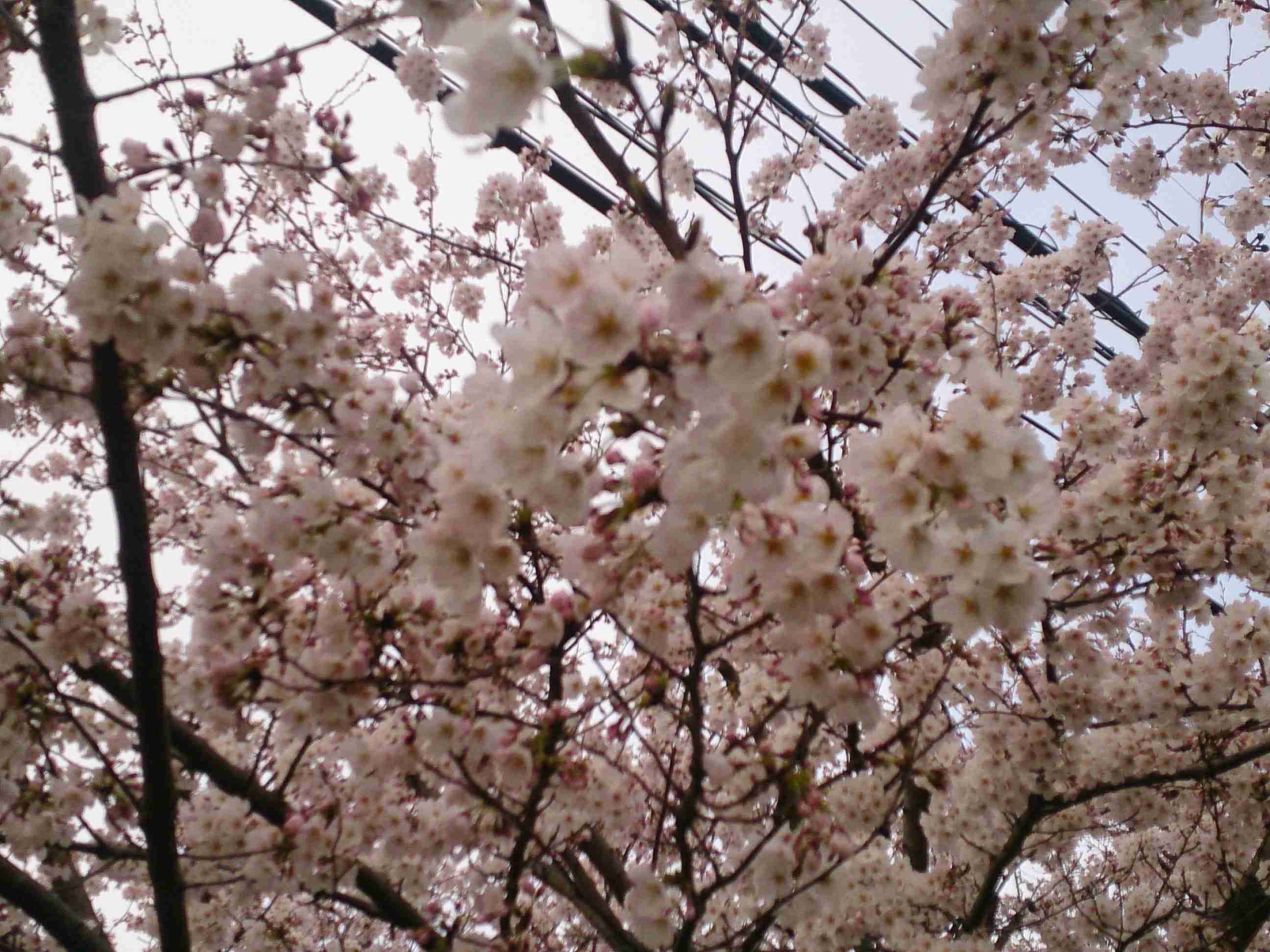 今年撮れた桜の写真「とっておきの一枚」♡