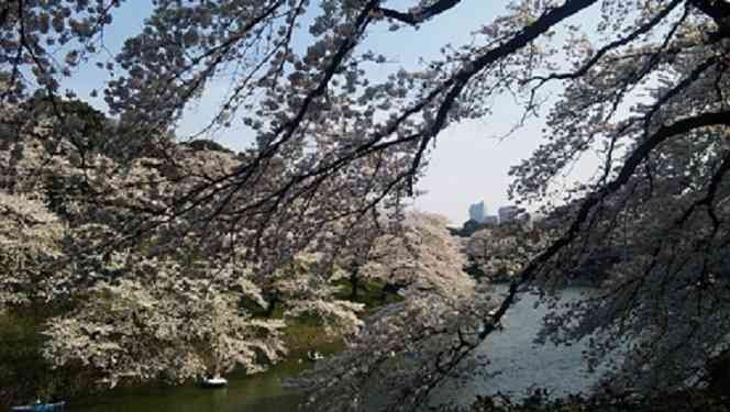 今年撮れた桜の写真「とっておきの一枚」♡