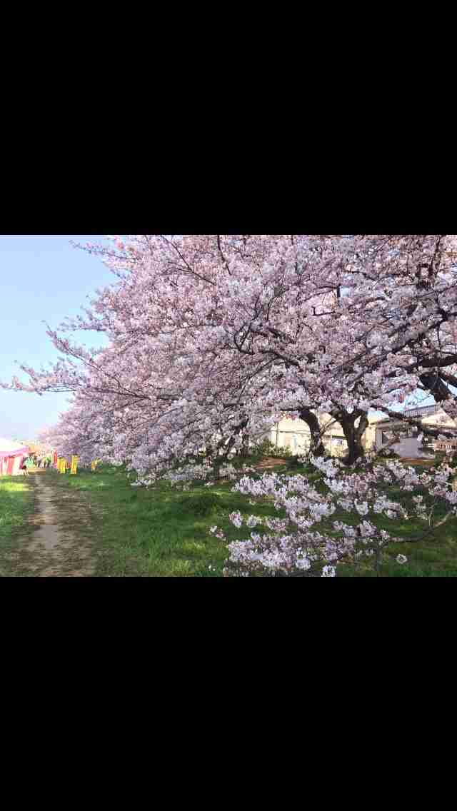 今年撮れた桜の写真「とっておきの一枚」♡