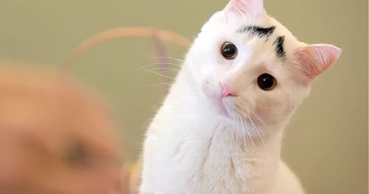 男性のキュンとする仕草や行動は?