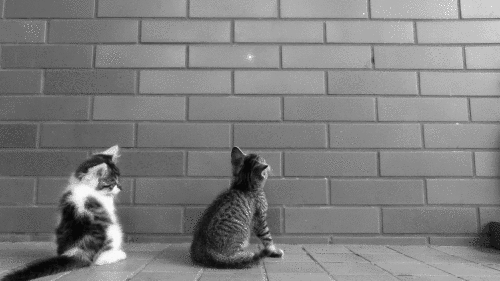ネコが障子を閉めていると破るので暖簾にしてみた結果www