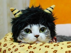 出口見えない「殉愛」裁判…やしきたかじん妻さくらさんはネット中傷で体調不良