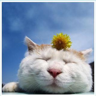 出口見えない「殉愛」裁判…やしきたかじん妻さくらさんはネット中傷で体調不良