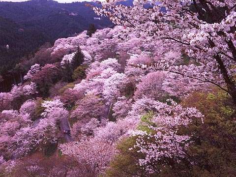 行きたい桜の名所
