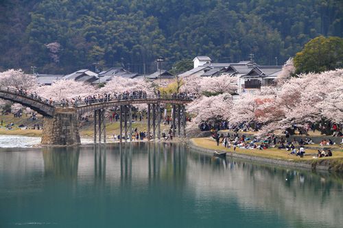 行きたい桜の名所