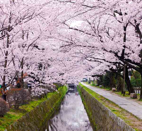 行きたい桜の名所