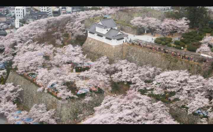 行きたい桜の名所