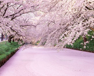 行きたい桜の名所