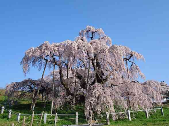 行きたい桜の名所