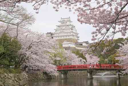 行きたい桜の名所