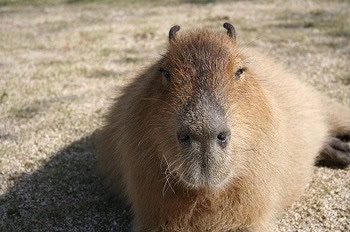 寝起きの顔を何かに例えてみよう！