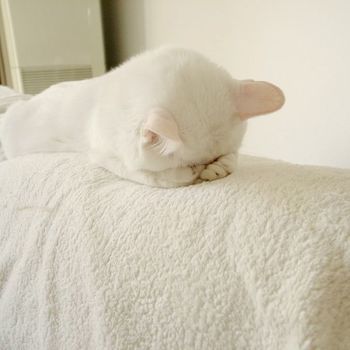 ガルちゃんでついてみたウソを謝るトピ