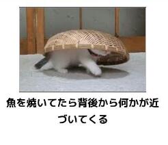和む画像ください
