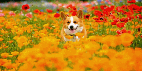 和む画像ください