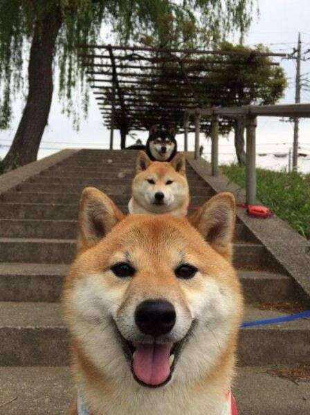 和む画像ください