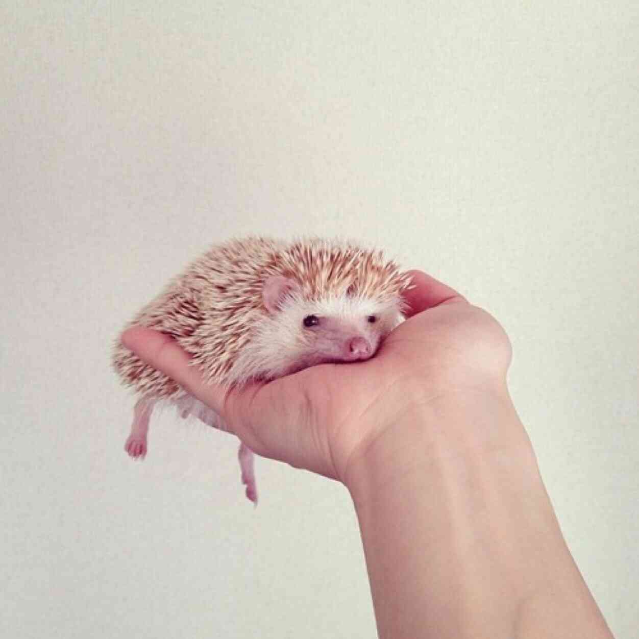 和む画像ください