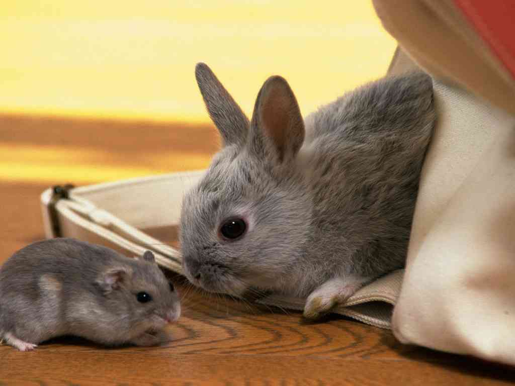 和む画像ください