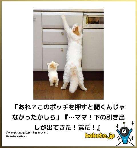 和む画像ください