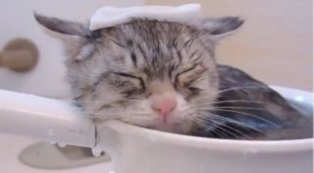 和む画像ください