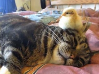 和む画像ください