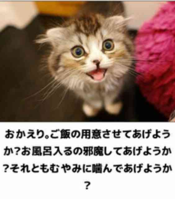 和む画像ください