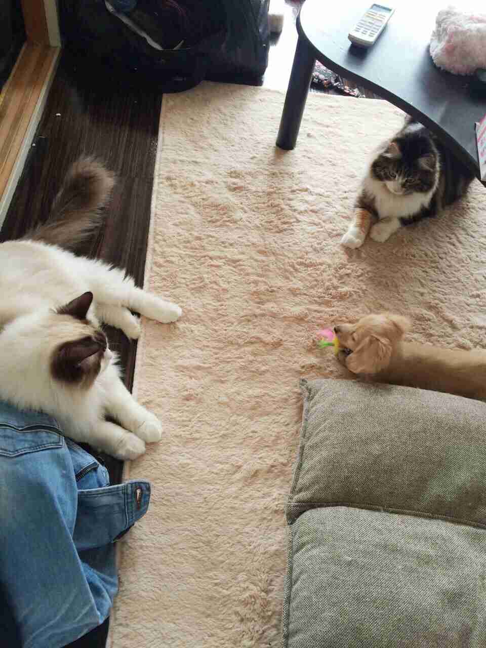 和む画像ください
