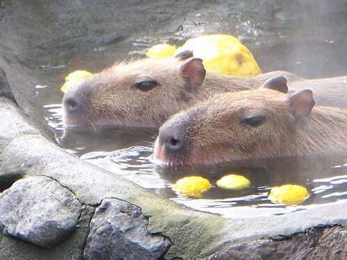 和む画像ください