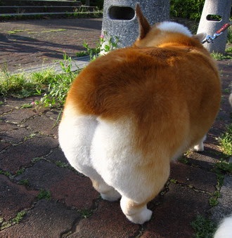 和む画像ください