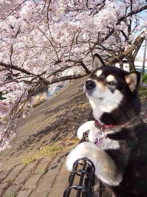 和む画像ください