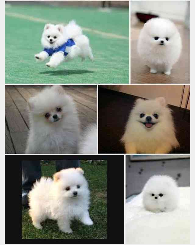 和む画像ください