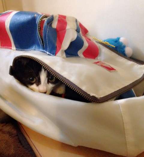 愛猫目線で書き込むトピ
