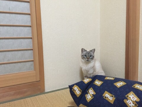 愛猫目線で書き込むトピ